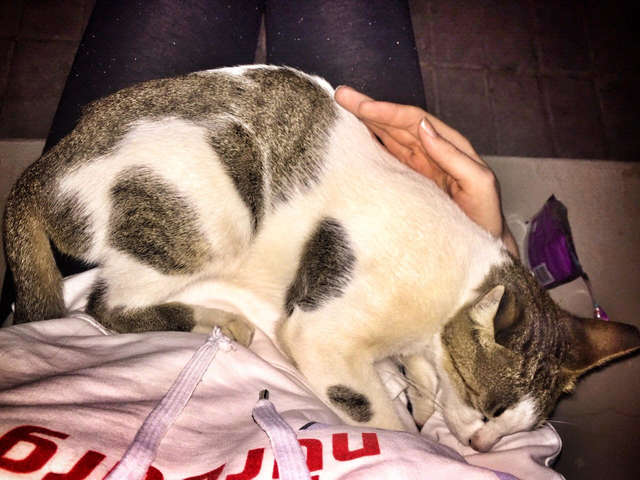 В Дубае уличная кошка с сердечком на шерсти просила ласки