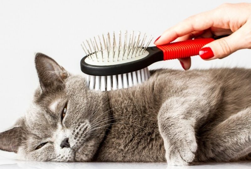 Всё о вычёсывании кошек и уходе за шерстью