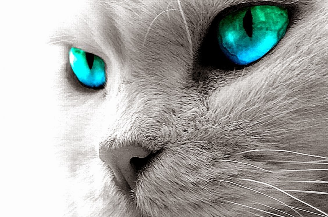 Почему у кошек ночью светятся глаза