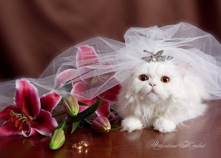 Кошки-невесты