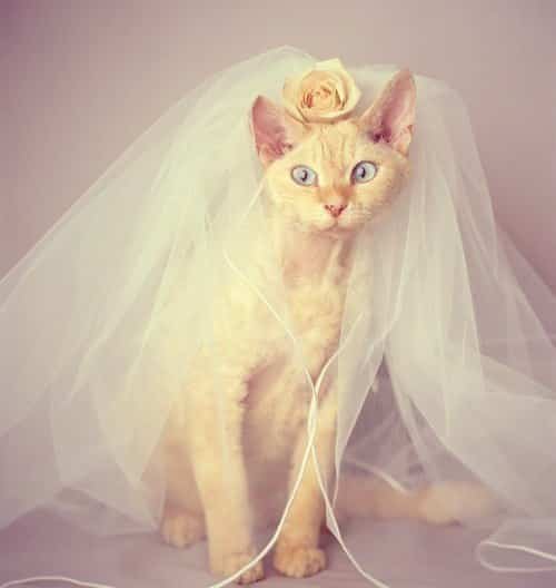 Кошки-невесты