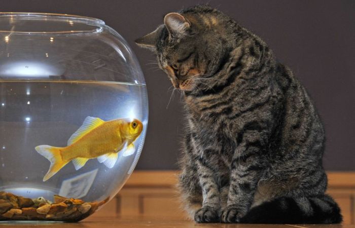 Несколько простых шагов, как отвадить кошку от аквариума