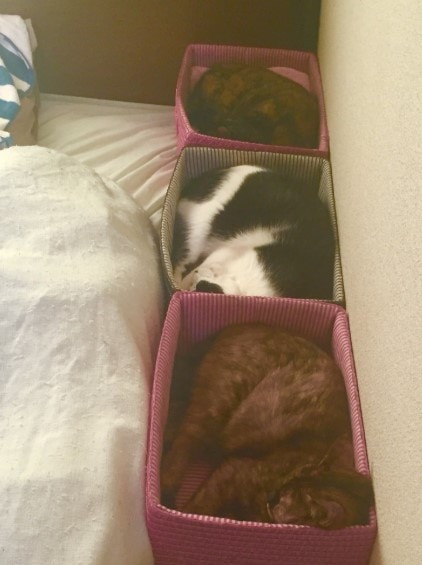 Если ваши кошки не дают вам спать по ночам, то один японец придумал простой способ, как их усмирить