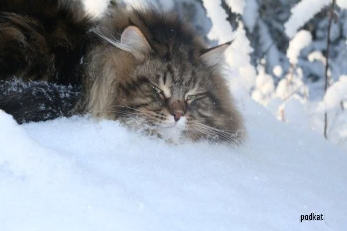Фотосессия шикарного сибирского кота