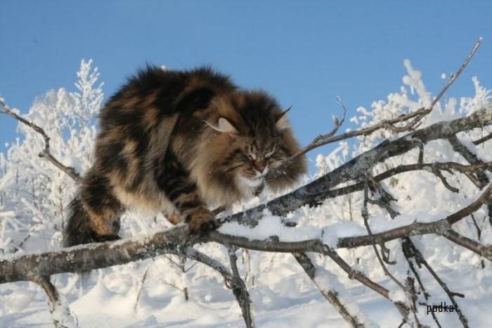 Фотосессия шикарного сибирского кота