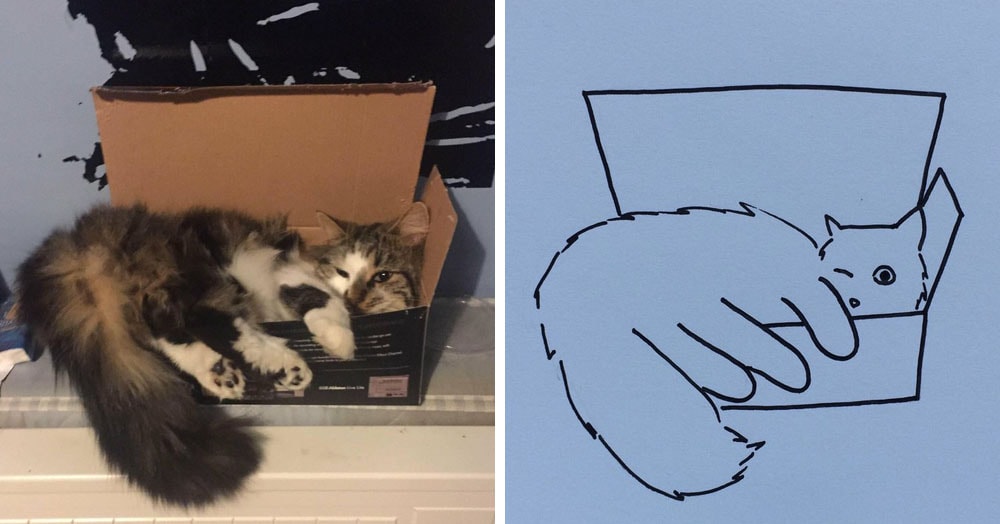 Бразильянка превращает живых котов в нарисованных, и от этого они становятся только смешнее