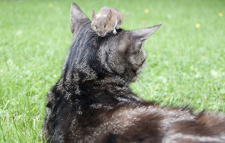 16 очаровательных фотографий, доказывающих, что дружба между котами и мышами возможна