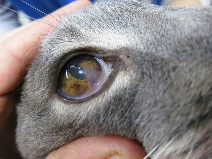 Заболевания глаз у кошек: симптомы и помощь