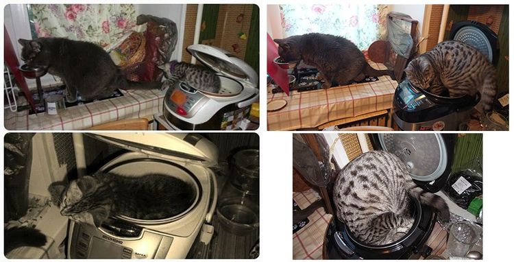 Интересные истории о том, как эти котейки обрели свой дом