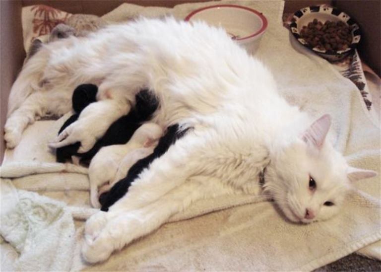 10 фото отражающие будни счастливых кото-мамочек