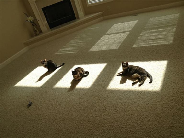 20 доказательств того, что кошки больше всего на свете обожают солнце