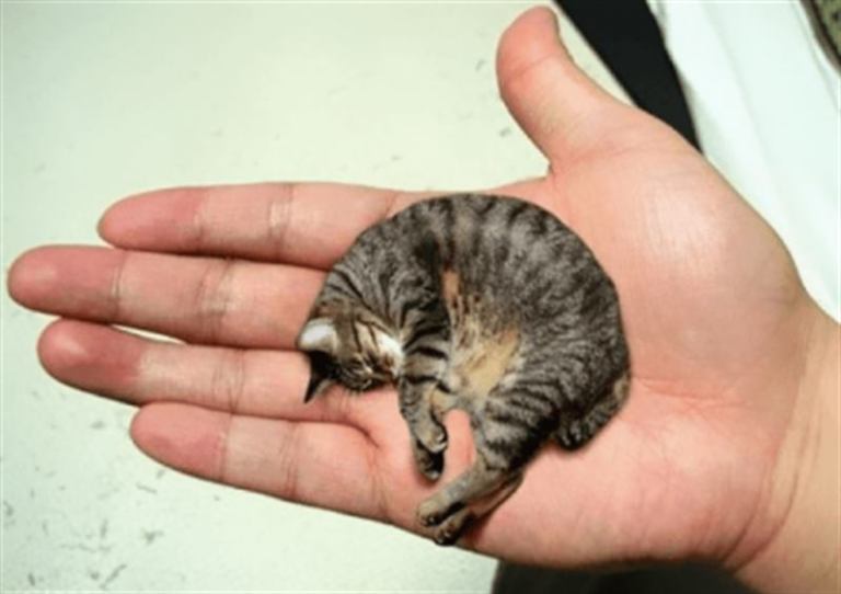 3 претендента на звание «Самая маленькая кошка в мире»
