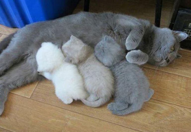 10 фото отражающие будни счастливых кото-мамочек