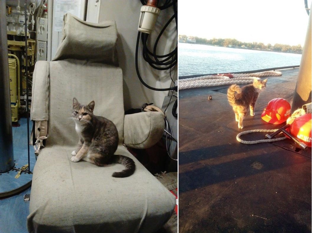 Две истории о необычных кошках