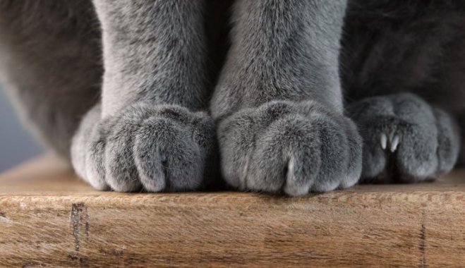 15 фактов о кошачьем поведении