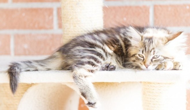 15 фактов о кошачьем поведении