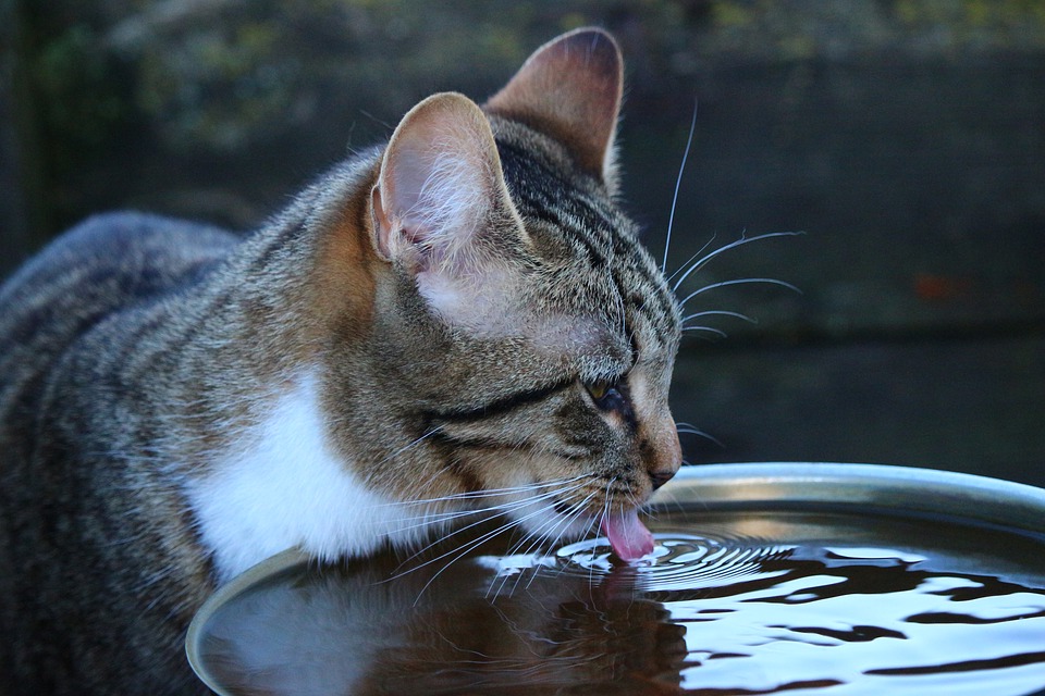 Зачем кошка трогает лапой воду в блюдце