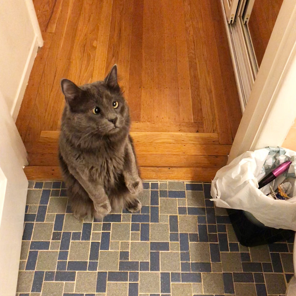 Кот сопровождает хозяйку даже в душ в благодарность за то, что она забрала его из приюта