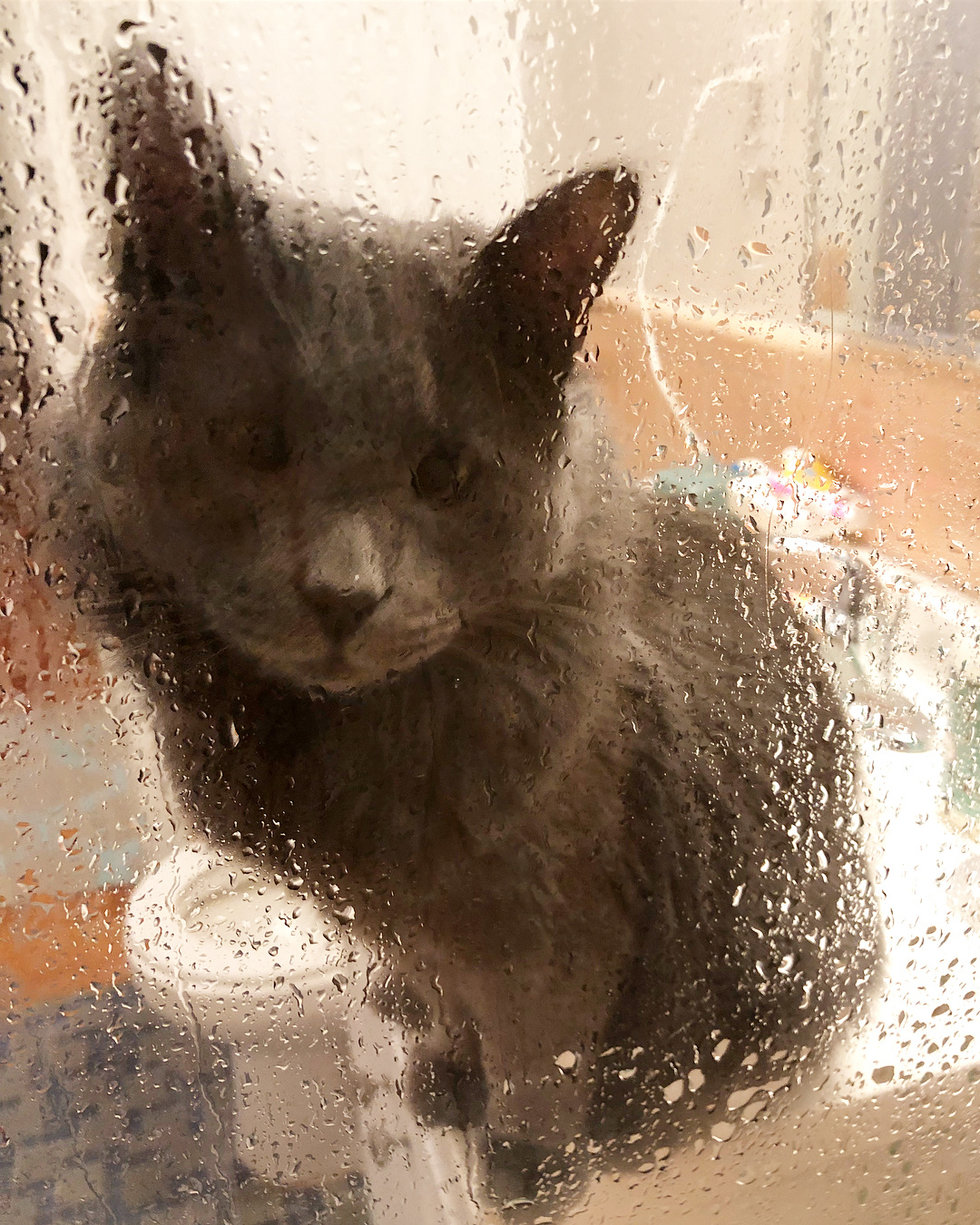 Кот сопровождает хозяйку даже в душ в благодарность за то, что она забрала его из приюта