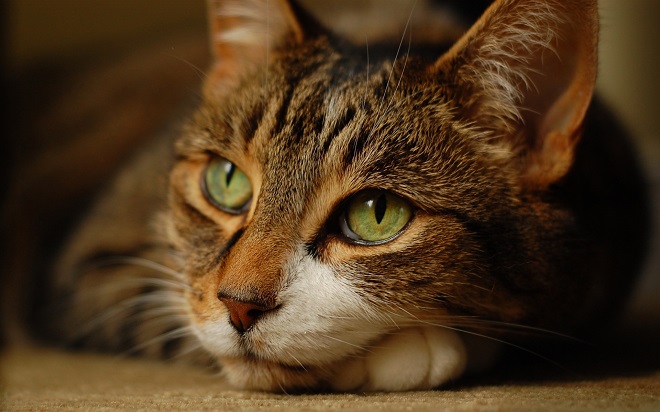 Таинственная кошка: мистические особенности очаровательных мурлык