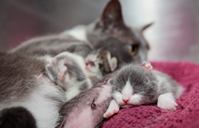 «Я люблю тебя, малыш!» 10 самых милых фото кошек с котятами