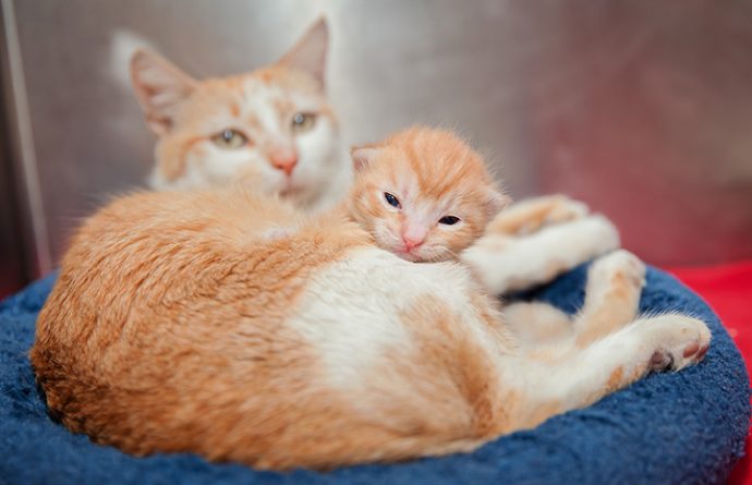 «Я люблю тебя, малыш!» 10 самых милых фото кошек с котятами