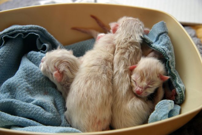 Котята остались без мамы: как выходить малышей и не дать им погибнуть