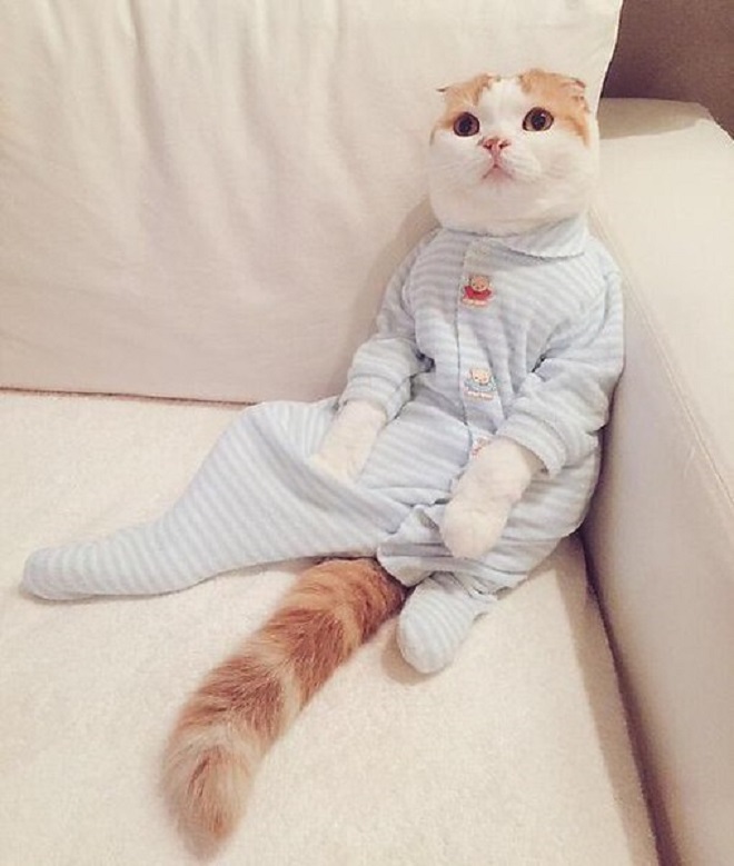 «Приходите на кошачью пижамную вечеринку»: из посольства США пришло забавное сообщение