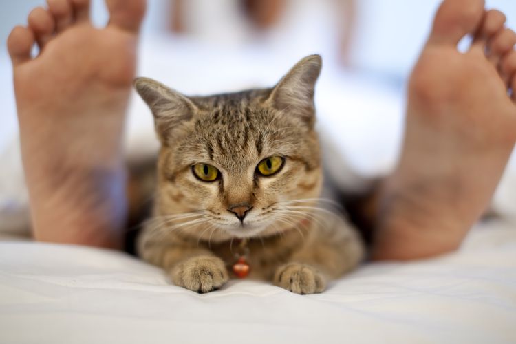 Почему кошки спят в ногах у хозяина
