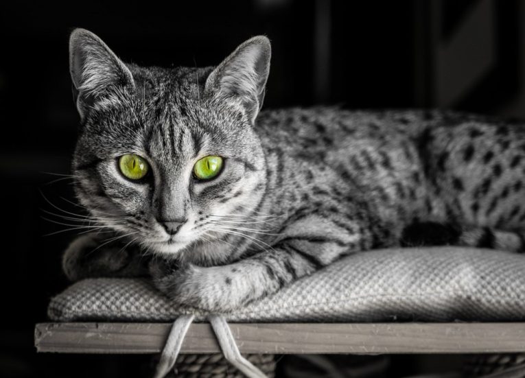 20 интересных фактов о кошках