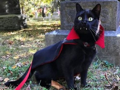 О забавном черном котике, похожем на вампира