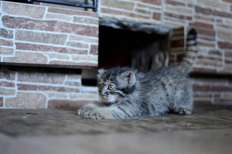 Манулёнок Дарья — история дикого котёнка выросшего среди людей