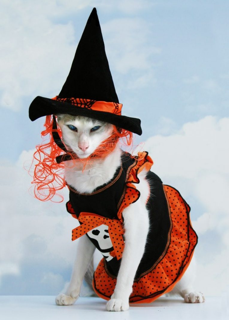 Симпатичные хэллоуинские костюмы для кошек