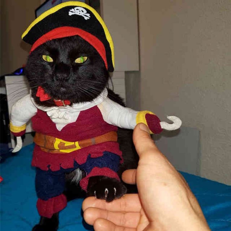 Костюмы для кошек на Хэллоуин: лучшие идеи