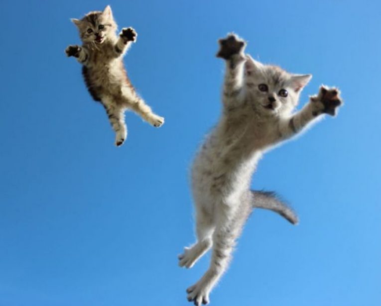 Смешные фото кошек и котов, сделанные в подходящий момент