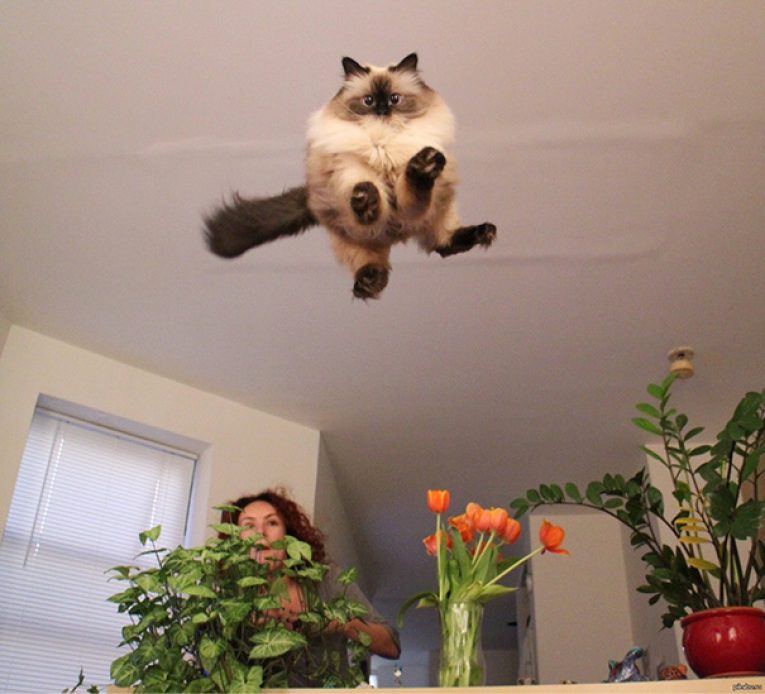 Смешные фото кошек и котов, сделанные в подходящий момент