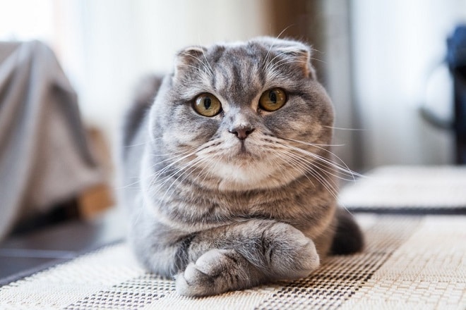 Вислоухие кошки: особенности породы, черты характера, уход