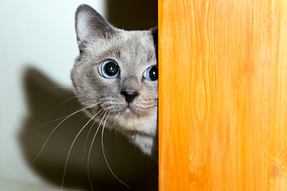 Депрессия у кошек — симптомы, причины, как помочь животному