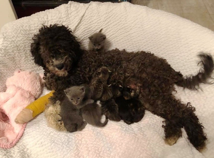 Спасённая после ДТП собака подарила котятам материнскую любовь