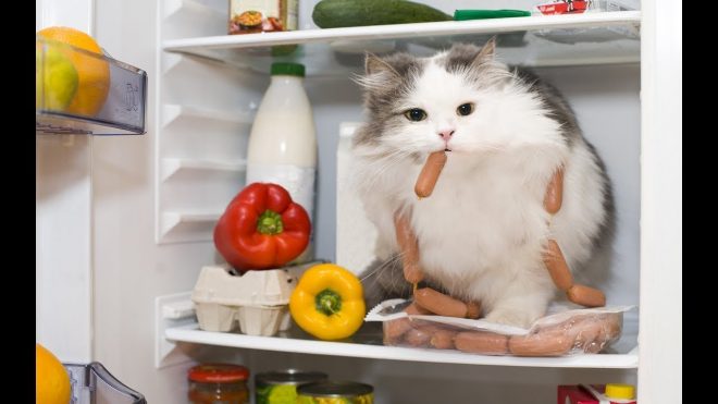 Почему кот все время просит есть: 5 особенностей, которые важно знать