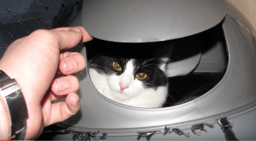 20 фотографий котиков, которые решили поиграть в секретных агентов
