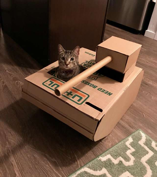 Мужчина строит из картона танки для любимых котиков
