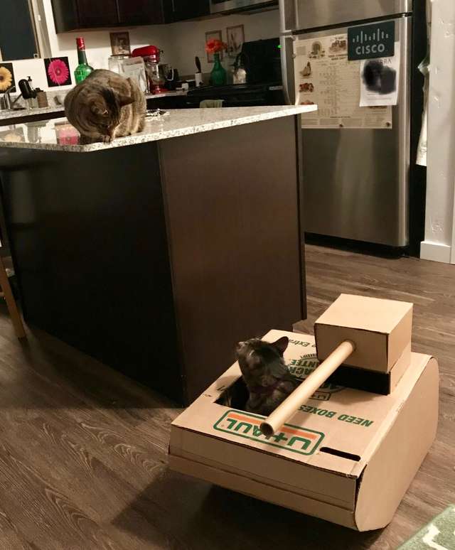 Мужчина строит из картона танки для любимых котиков