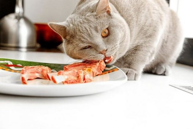 Почему кот все время просит есть: 5 особенностей, которые важно знать