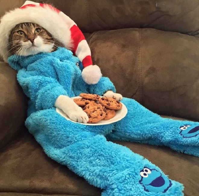 «Приходите на кошачью пижамную вечеринку»: из посольства США пришло забавное сообщение
