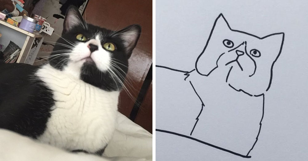 Бразильянка превращает живых котов в нарисованных, и от этого они становятся только смешнее