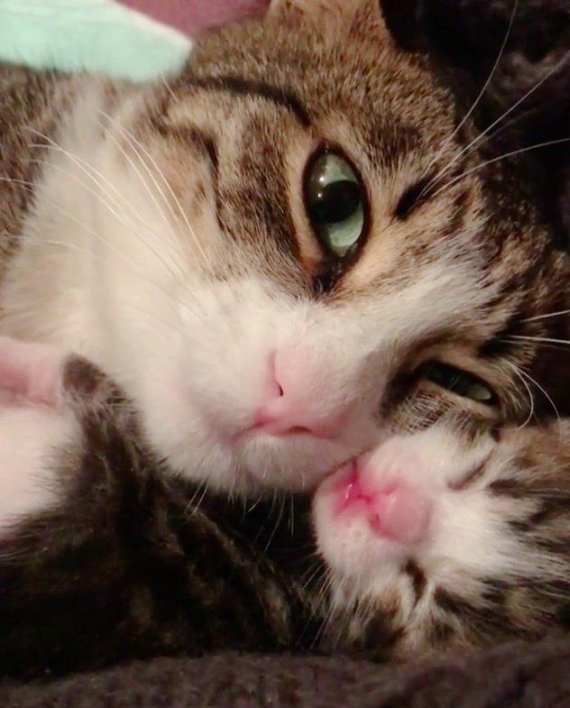 Женщина пригрела маленькую кошачью семью и нашла себе верного друга в лице мамы-кошки