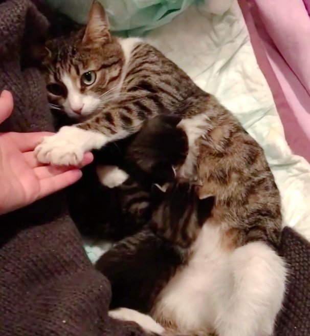 Женщина пригрела маленькую кошачью семью и нашла себе верного друга в лице мамы-кошки