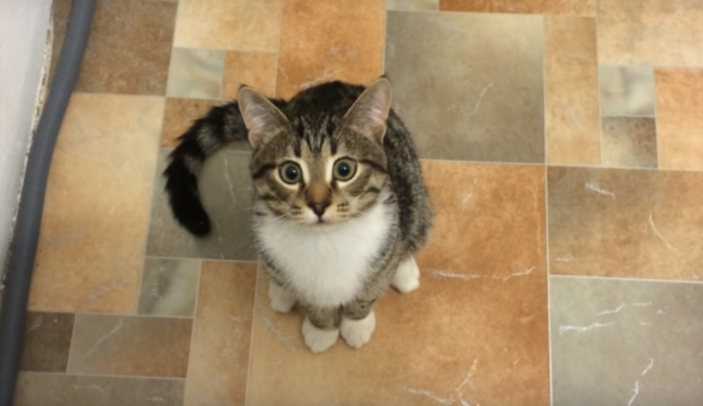 Кот впервые видит стиральную машину: забавное видео