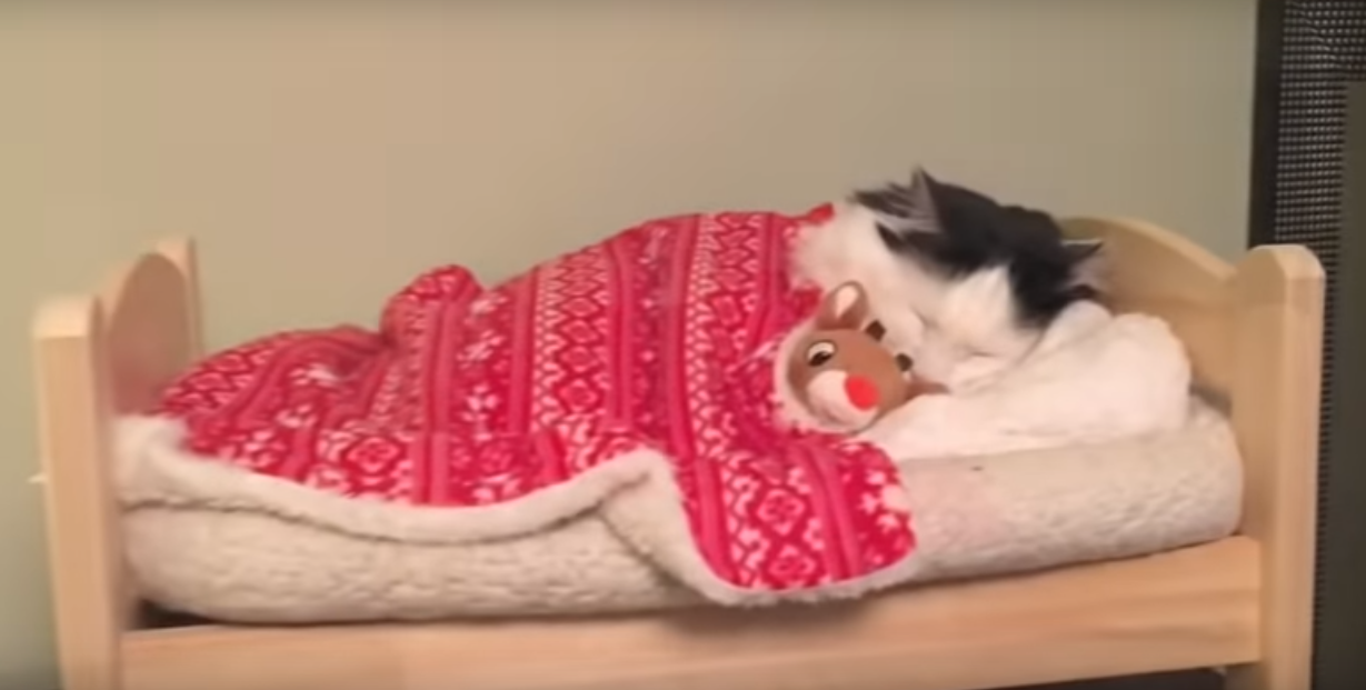 У этой кошечки есть собственная кроватка. Вы только взгляните, как она укладывается спать